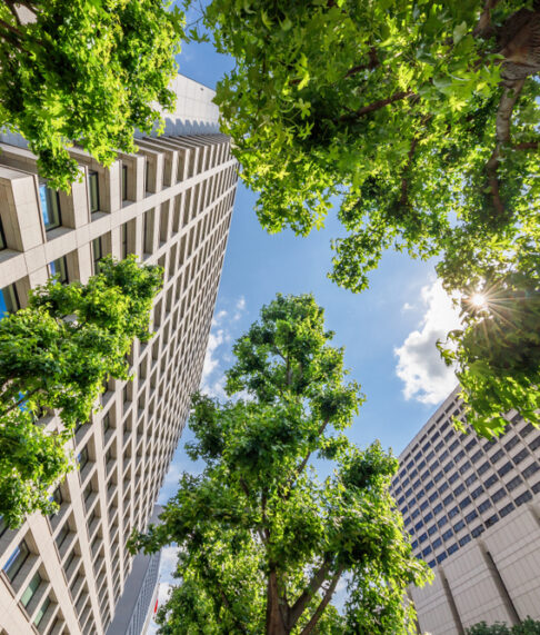 Fresh,Green,Trees,And,Urban,Buildings